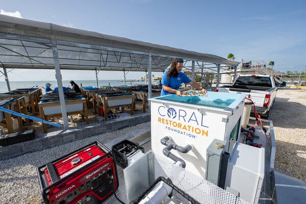 Matt Scarborough placing a tray of corals into a tank on the back of a flatbed trailer. The trailer is hitched to a white pickup truck. 